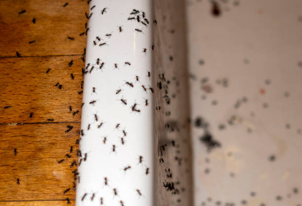 Best Cockroach Control Services  in Brunswick, GA