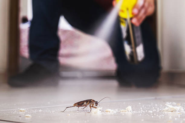 Best Spider Control Near Me  in Brunswick, GA
