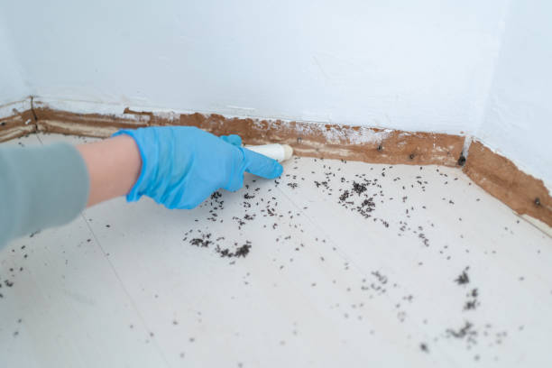 Best Termite Control Services  in Brunswick, GA